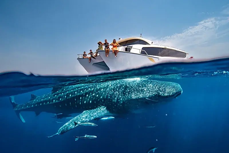 Mwc25 doha visitor guide dugongs whale sharks 800x533